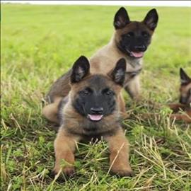 BELÇİKA KURDU cinsi KÖPEK sahiplenme