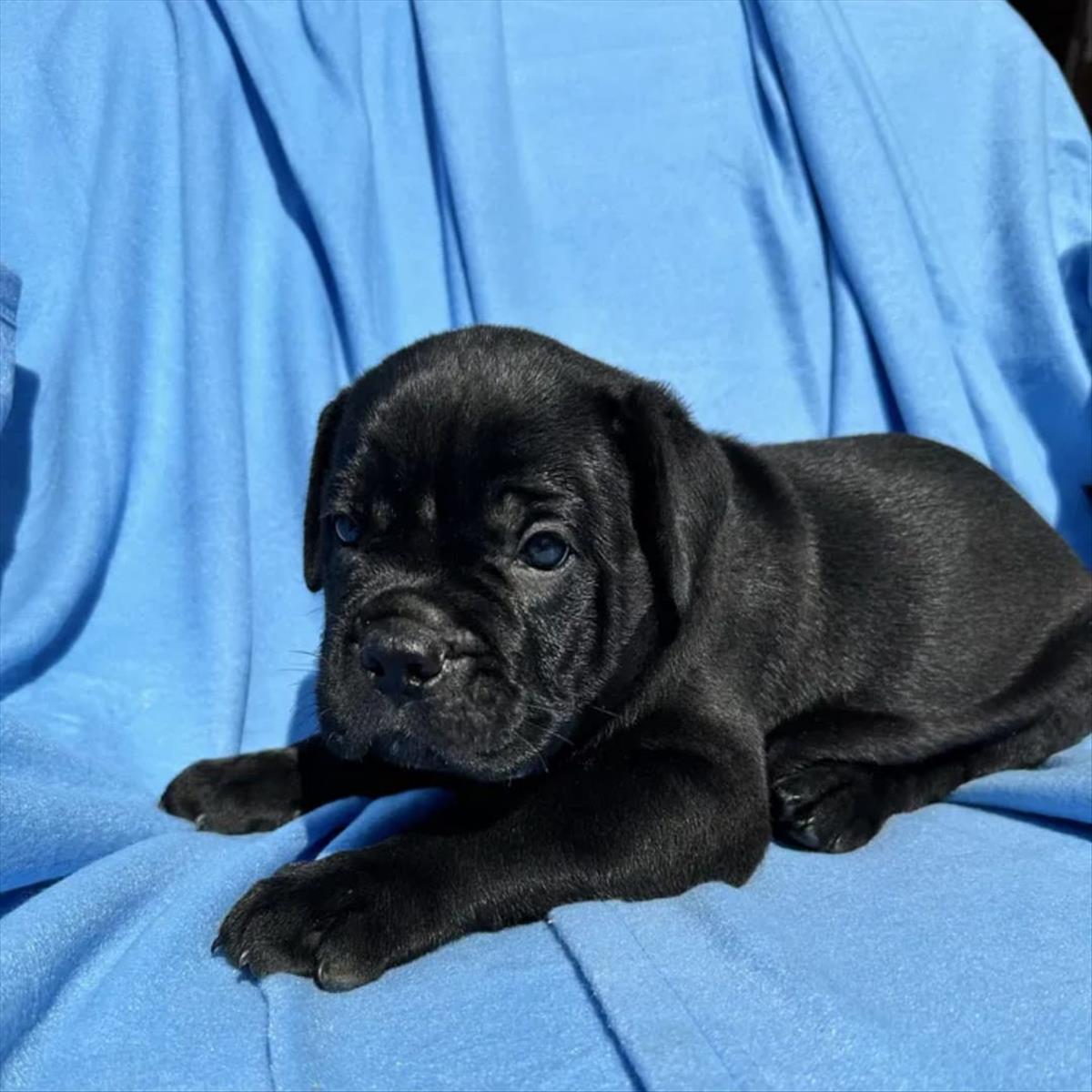 CANE CORSA cinsi KÖPEK yuvasını arıyor.